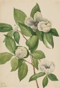 Virginia Stewartia Stewartia malachodendron
