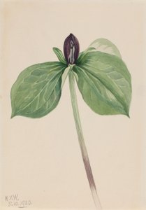 Wake-Robin by Mary Vaux Walcott