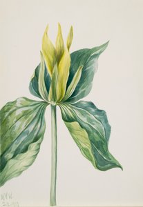 Wake-Robin, 1937 by Mary Vaux Walcott