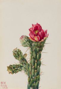 Walkingstick Cholla by Mary Vaux Walcott