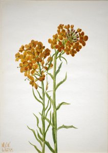 Wallflower by Mary Vaux Walcott