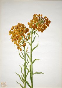 Wallflower Erysimum wheeleri