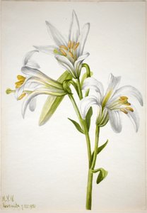 Washington Lily by Mary Vaux Walcott