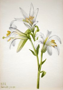 Washington Lily Lilium washingtonianum by Mary Vaux Walcott