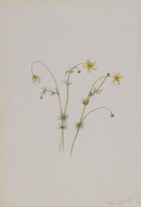 Water Crowfoot (Batrachium trichophyllum) by Mary Vaux Walcott