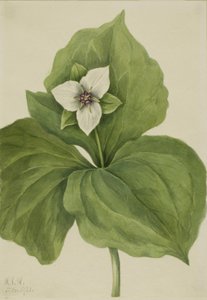 Wax Trillium, 1921 by Mary Vaux Walcott