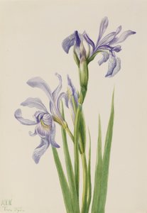 Western Blue Flag Iris Missouriensis, 1933