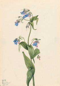 Western Bluebells Mertensia paniculata