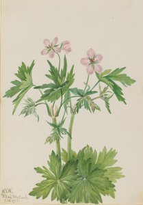 Western Cranesbill Geranium viscosissimum, 1925 by Mary Vaux Walcott