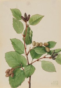 Western Green Alder