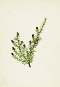 Western Hemlock by Mary Vaux Walcott