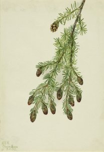 Western Hemlock