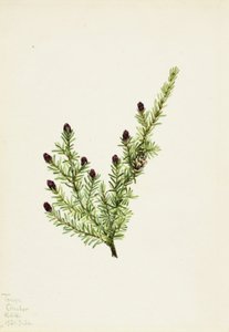 Western Hemlock Tsuga heterophylla