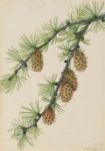 Western Larch