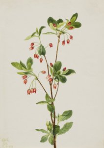Western Menziesia Menziesia glabella by Mary Vaux Walcott