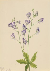 Western Monkshood Aconitum columbianum, 1933