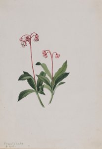 Western Pipsissewa by Mary Vaux Walcott