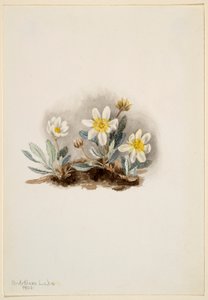 White Dryad by Mary Vaux Walcott
