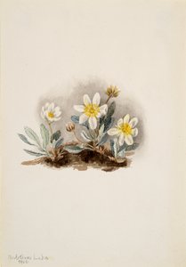 White Dryad Dryas octopetala by Mary Vaux Walcott