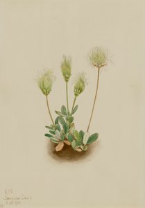 White Dryad Dryas Octopetala, 1920 by Mary Vaux Walcott