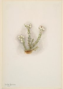 White Heather (Phyllodoce grandiflora) by Mary Vaux Walcott