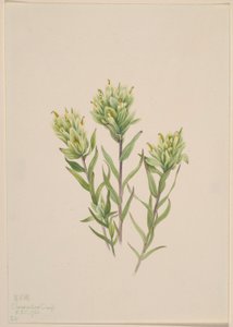 White Indian Paintbrush by Mary Vaux Walcott
