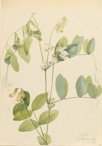 White Pea by Mary Vaux Walcott