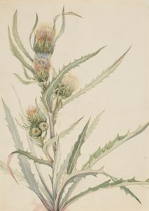 White Thistle by Mary Vaux Walcott