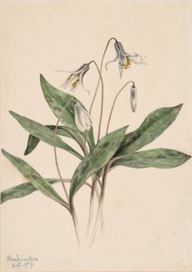 White Troutlily Erythronium albidum by Mary Vaux Walcott