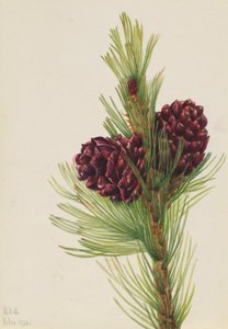 Whitebark Pine