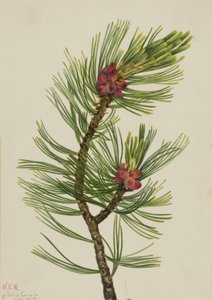 Whitebark Pine Pinus albicaulis
