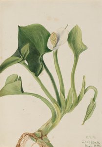 Wild Calla by Mary Vaux Walcott