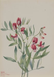 Wild Pea Lathyrus Decaphyllus by Mary Vaux Walcott