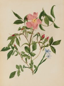 Wild Rose and Blue-eyed Grass by Mary Vaux Walcott