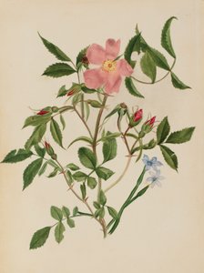 Wild Rose and Blue-eyed Grass Rosa species and Sisyrinchium species by Mary Vaux Walcott