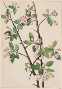 Wild Sweet Crab (Malus coronaria)