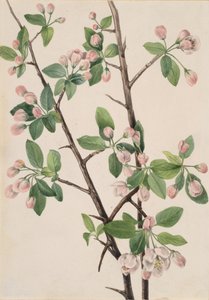 Wild Sweet Crab Malus coronaria, 1920