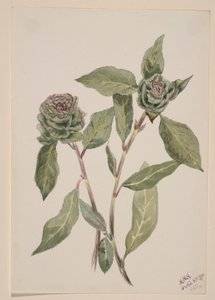 Willow by Mary Vaux Walcott