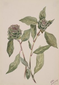 Willow Salix by Mary Vaux Walcott