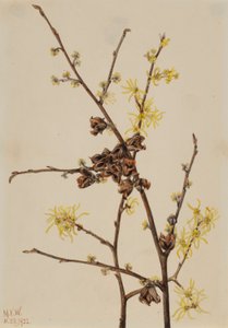 Witch Hazel by Mary Vaux Walcott