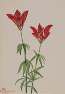 Wood Lily