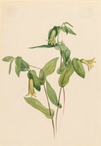 Wood Merrybells Uvularia perfoliata