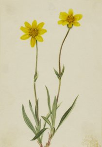 Woolly Arnica Arnica tomentosa, 1920