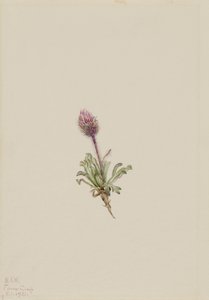 Woolly Fleabane by Mary Vaux Walcott