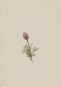 Woolly Fleabane, 1921