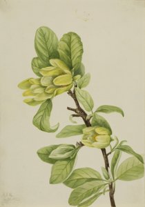Yellow Cucumbertree by Mary Vaux Walcott