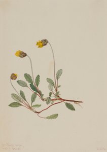 Yellow Dryad by Mary Vaux Walcott
