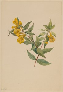 Yellow Jessamine