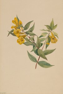 Yellow Jessamine Gelsemium Sempervirens by Mary Vaux Walcott