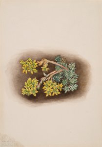 Yellow Stonecrop Sedum stenopetalum
